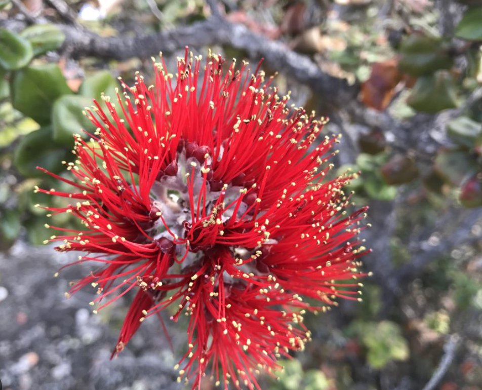 A Source of Inspiration: ʻŌhiʻa Lehua - Global Village Kailua Boutique