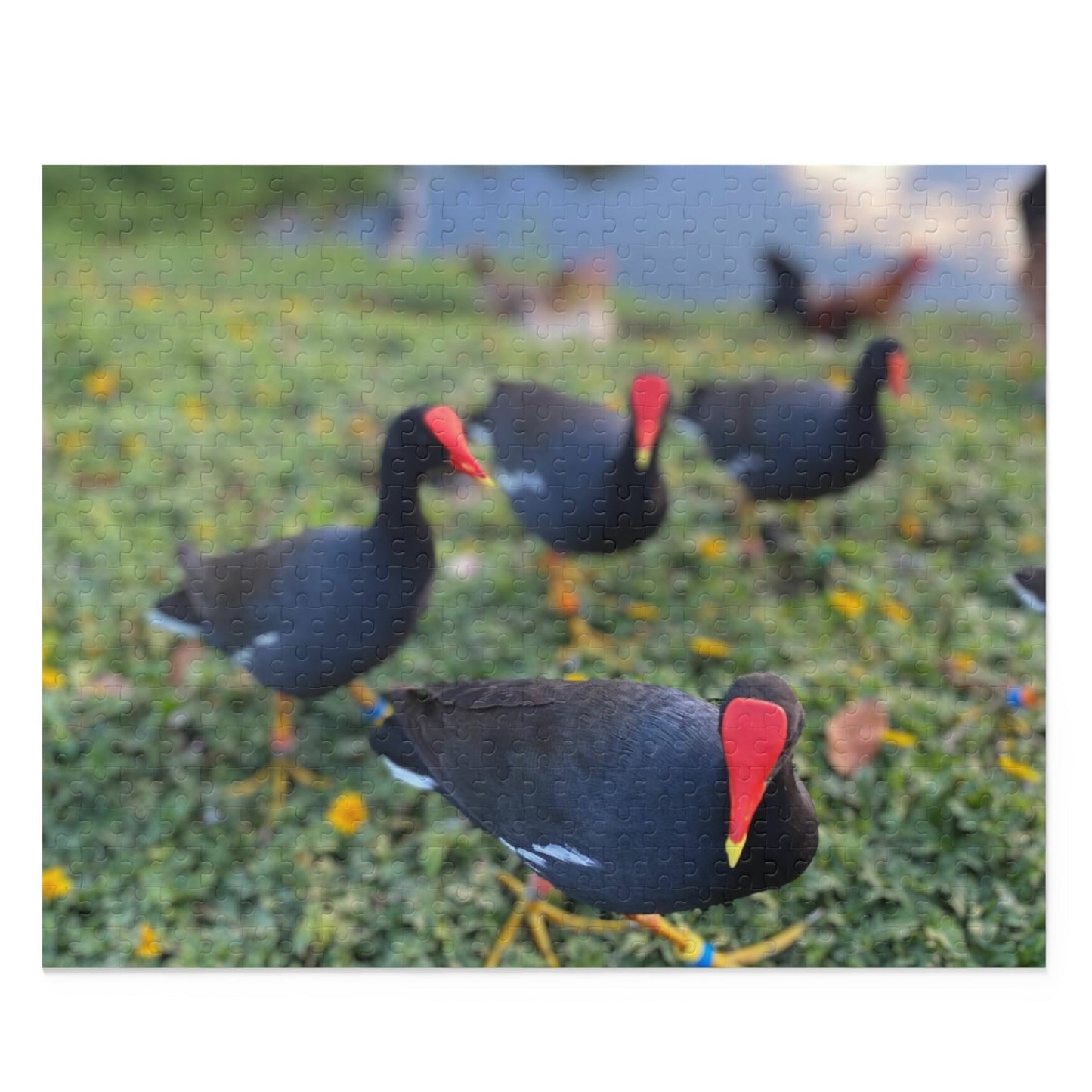 ʻAlae ʻUla - Hawaiian Moorhen Puzzle (500-Piece) - Global Village Kailua Boutique