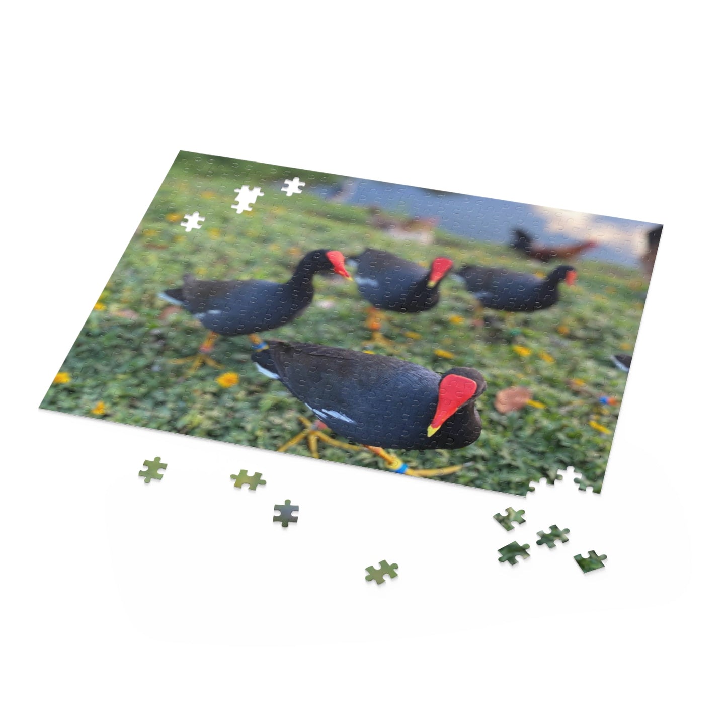 ʻAlae ʻUla - Hawaiian Moorhen Puzzle (500-Piece) - Global Village Kailua Boutique