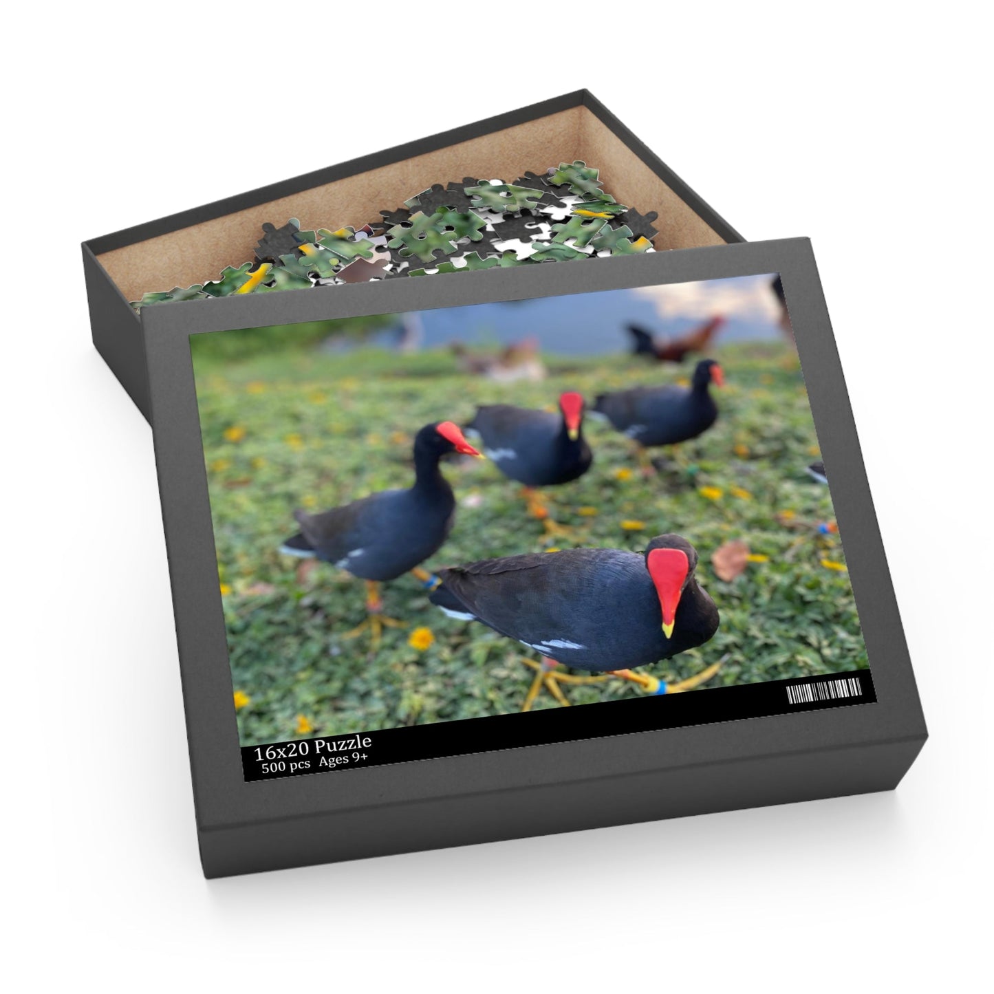 ʻAlae ʻUla - Hawaiian Moorhen Puzzle (500-Piece) - Global Village Kailua Boutique